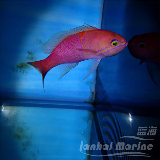 新月宝石 商品图4