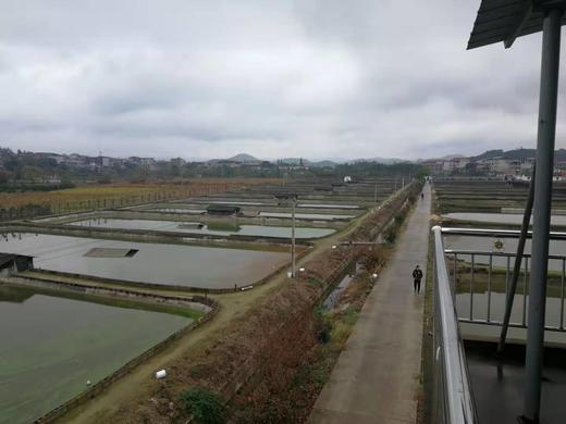 仙湖有机甲鱼（处理完，切块发货） 商品图5