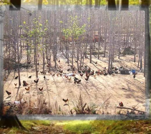 自然放养大公鸡1500g 自然生长 无激su不打药 绿色禽肉 味美醇香 煲汤爆炒 商品图1