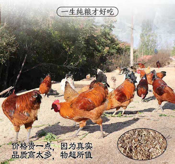 自然放养大公鸡1500g 自然生长 无激su不打药 绿色禽肉 味美醇香 煲汤爆炒