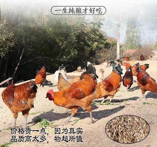 自然放养大公鸡1500g 自然生长 无激su不打药 绿色禽肉 味美醇香 煲汤爆炒 商品图0