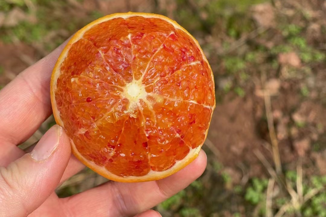 重庆长寿湖血脐橙，酸甜水润，皮薄肉嫩，发顺丰陆运