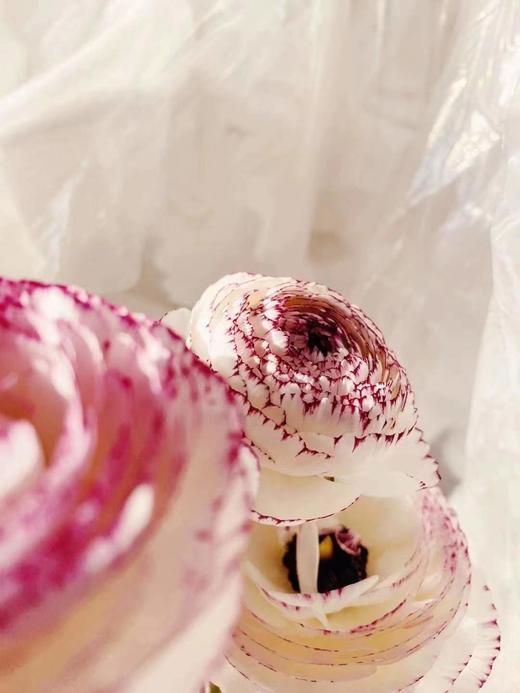 配花|洋牡丹混色花边 商品图2