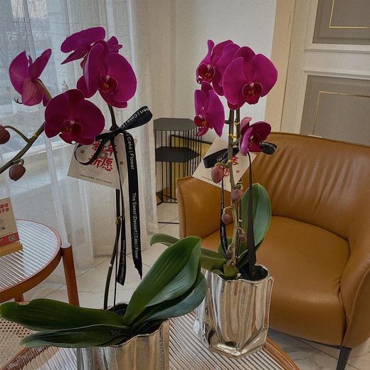 玫色蝴蝶兰 · 电镀瓶瓶花 商品图0