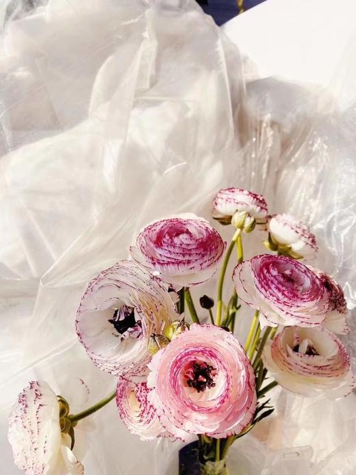 配花|洋牡丹混色花边 商品图0