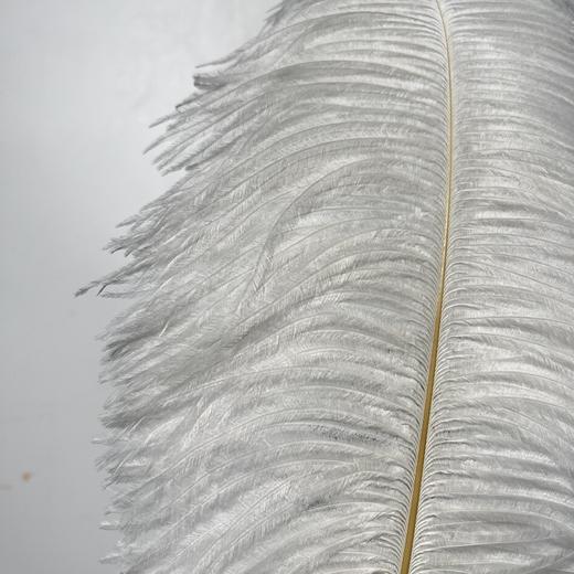 永生花材 ｜ 火鸟毛白色 商品图1