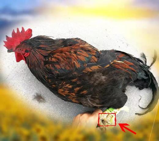 自然放养大公鸡1500g 自然生长 无激su不打药 绿色禽肉 味美醇香 煲汤爆炒 商品图4