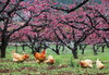 花花世界 山水桂林:  ——广西桂林、万亩梨花、千亩桃花、萝卜花海、漓江渔火、遇龙河、黄姚古镇、相公山4—7天摄影团 商品缩略图1