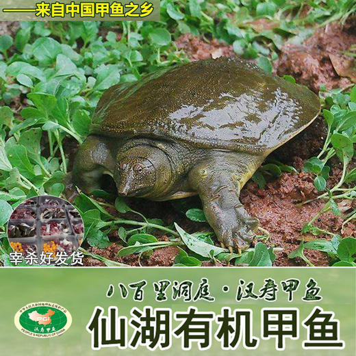 仙湖有机甲鱼（处理完，切块发货） 商品图0