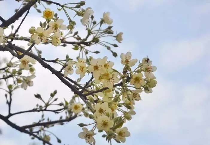 户外@【山楂花之恋】相约广宁赏洁白如雪的山楂花，品当地美食1天