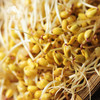 生态豆芽份额 | 绿家自产* share of ecological mung bean sprouts | In-House Production 商品缩略图4