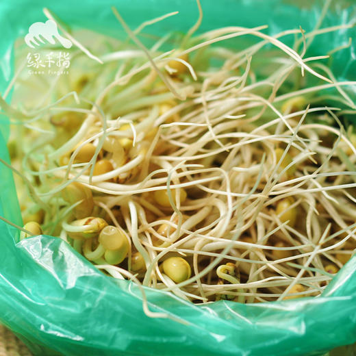 生态黄豆芽 | 绿家自产* Ecological soybean sprouts | Self-production 商品图2