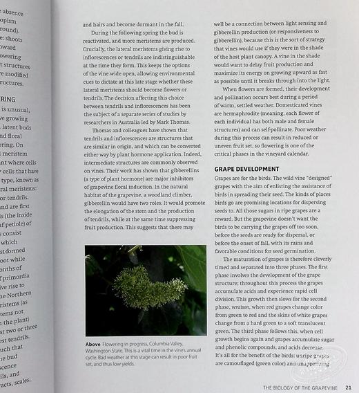 预售 【中商原版】葡萄酒科学 酿酒中的科学应用 英文原版 Wine Science The Application of Science in Winemaking Jamie Goode 商品图6