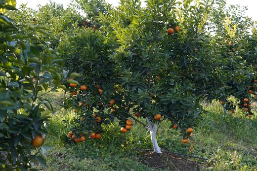 【橙界爆汁美年达】 【美国金块】 自家农场 四川甜橙  （48小时内发货） 商品图2