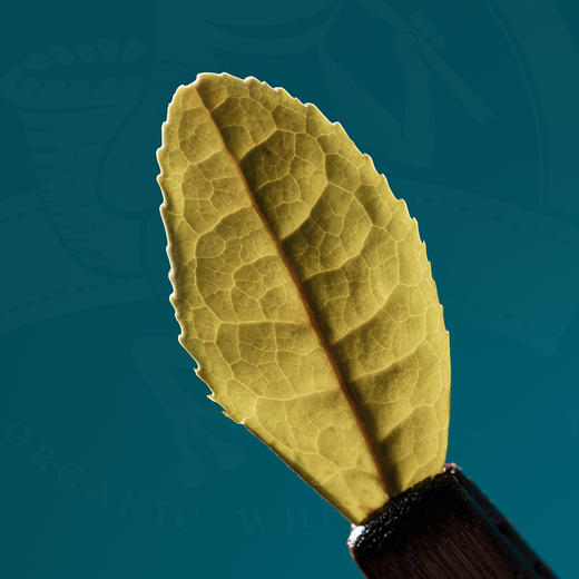 白茶丨恒春源 2021年有机一级寿眉 蛙小白 一盒有机茶  50g/盒 商品图5