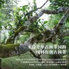 南宛有机古树普洱茶生普云南生普洱饼茶生普茶饼班龙韵200g、357g支持自提 商品缩略图3