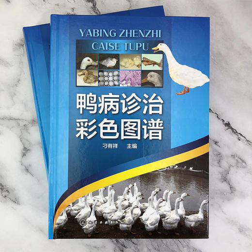 鸭病诊治彩色图谱 鸭病诊断防治及类似疾病鉴别实用指导书 鸭病治疗诊断书籍 鸭病预防书籍 兽医应用书籍 家禽常见病书籍 禽病预防 化学工业出版社 9787122396662 商品图1