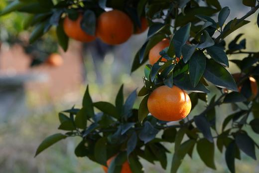 【橙界爆汁美年达】 【美国金块】 自家农场 四川甜橙  （48小时内发货） 商品图0