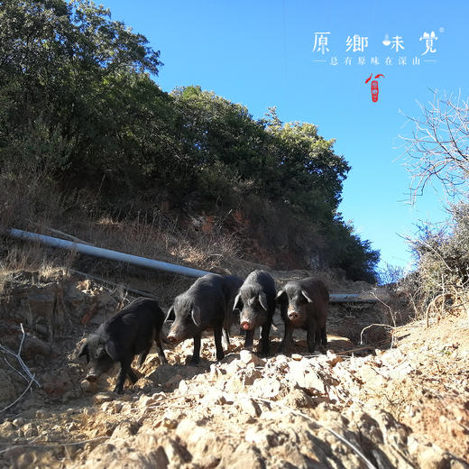 生态悟母黑猪油（成都仓库-顺丰快递 ）| 350ml,700ml，来自云南丽江，生产者：杨凤【合作生产，公平贸易】 商品图5