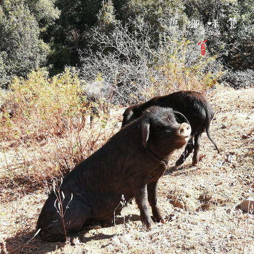 生态悟母黑猪油（成都仓库-顺丰快递 ）| 350ml,700ml，来自云南丽江，生产者：杨凤【合作生产，公平贸易】 商品图6