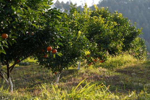 【橙界爆汁美年达】 【美国金块】 自家农场 四川甜橙  （48小时内发货） 商品图3