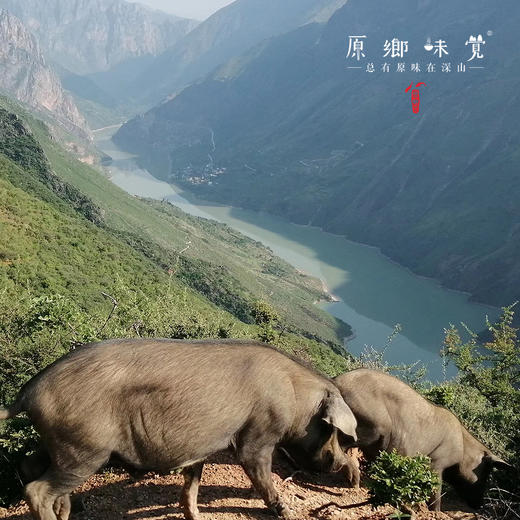 生态悟母黑猪油（成都仓库-顺丰快递 ）| 350ml,700ml，来自云南丽江，生产者：杨凤【合作生产，公平贸易】 商品图7