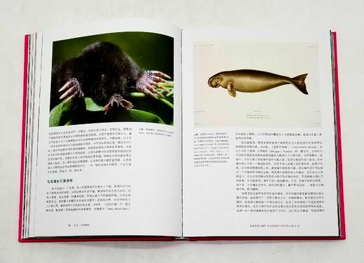 《审丑万物美学》，精装，16开，[英]史蒂芬.贝利著，金城出版社2014年版，定价138，售价55元，非偏远地区包邮。品相9成。 商品图11