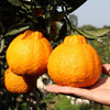 【乡村振兴】四川不知火丑橘  新鲜丑八怪 柑橘  果肉脆嫩 细腻多汁 商品缩略图1