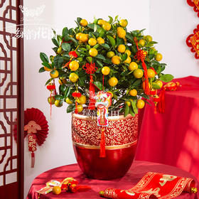 四季金桔盆栽-春节年宵花专车送到四季桔金桔树乔迁送礼公司门口摆放