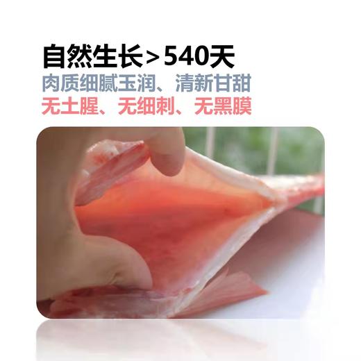 清水鲷鱼 山泉活水养殖98项兽药检测为零，无机砷等4项重金属未检出，无孔雀石绿、硝基呋喃 ，0ji素、0抗kang生素、0金属制剂添加，每周三发货 商品图12