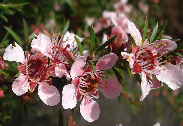 麦卢卡松红梅精油新西兰护肤抗jun妇女之友呼吸道