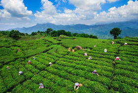 阳江东水山茶场，大洲古村落，鸡乸朗村，歇马举人村3天摄影（臻享）