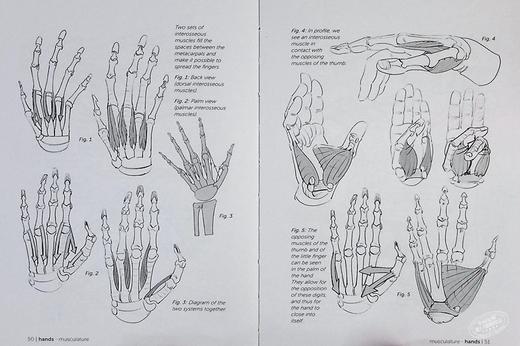 【中商原版】【Morpho系列】手和脚 进口艺术 Morpho: Hands and Feet 人体结构绘画技巧素描美术技法指南 商品图6