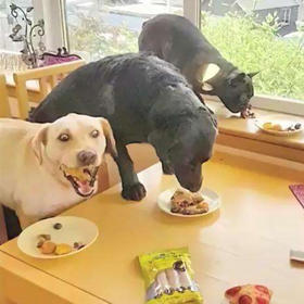 狗狗为什么会藏食？