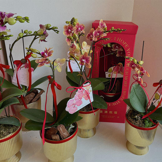 祝福满满  高级感蝴蝶兰礼盒 商品图10