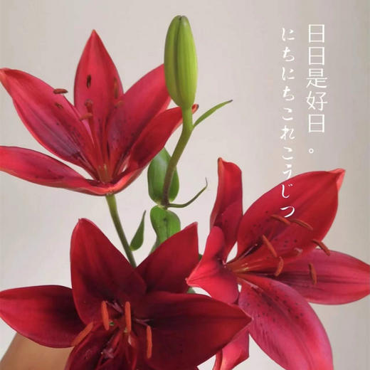 红宝石百合瓶  · 年宵花 商品图7