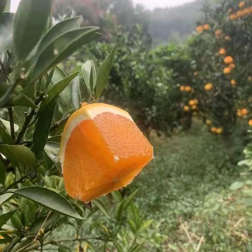 丨生态丨林权橙 伦晚脐橙 中华血橙 九月红果冻橙 纽荷尔脐橙  橙子都是大小混装，毛重十斤一箱 商品图8