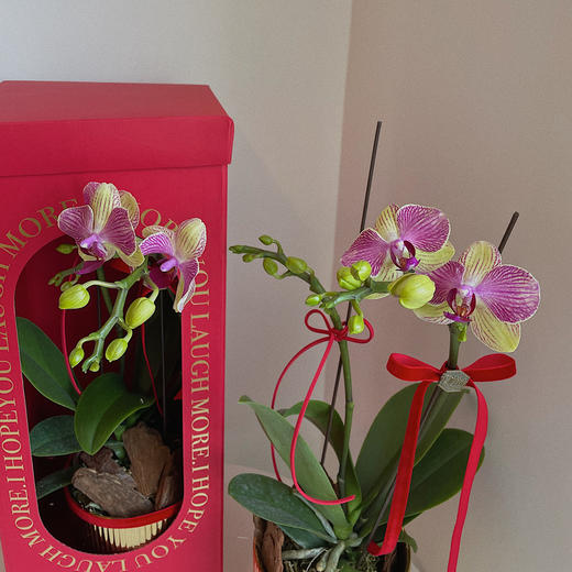 祝福满满  高级感蝴蝶兰礼盒 商品图7