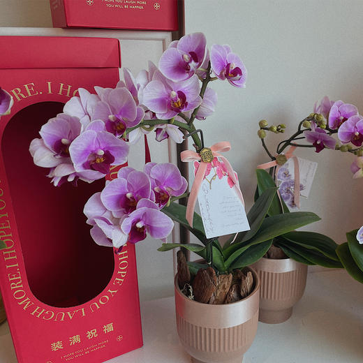 祝福满满  高级感蝴蝶兰礼盒 商品图1