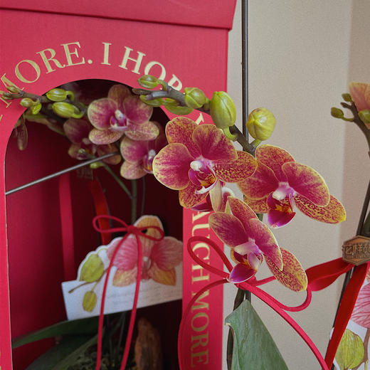 祝福满满  高级感蝴蝶兰礼盒 商品图8