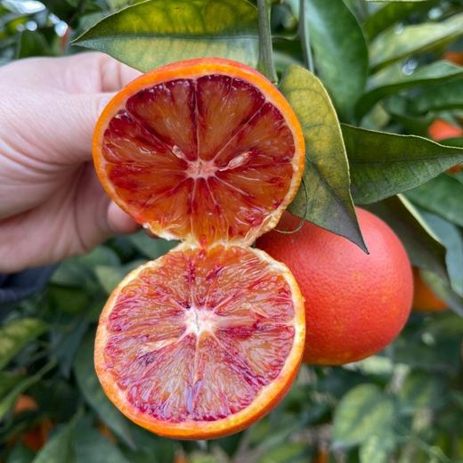 长寿湖血丝塔罗科脐橙 商品图9