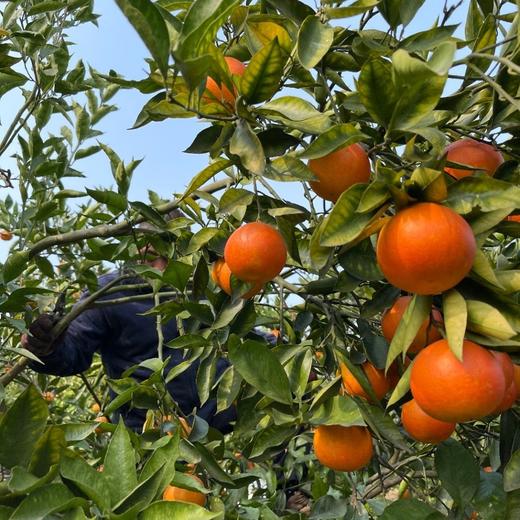 长寿湖血丝塔罗科脐橙 商品图14