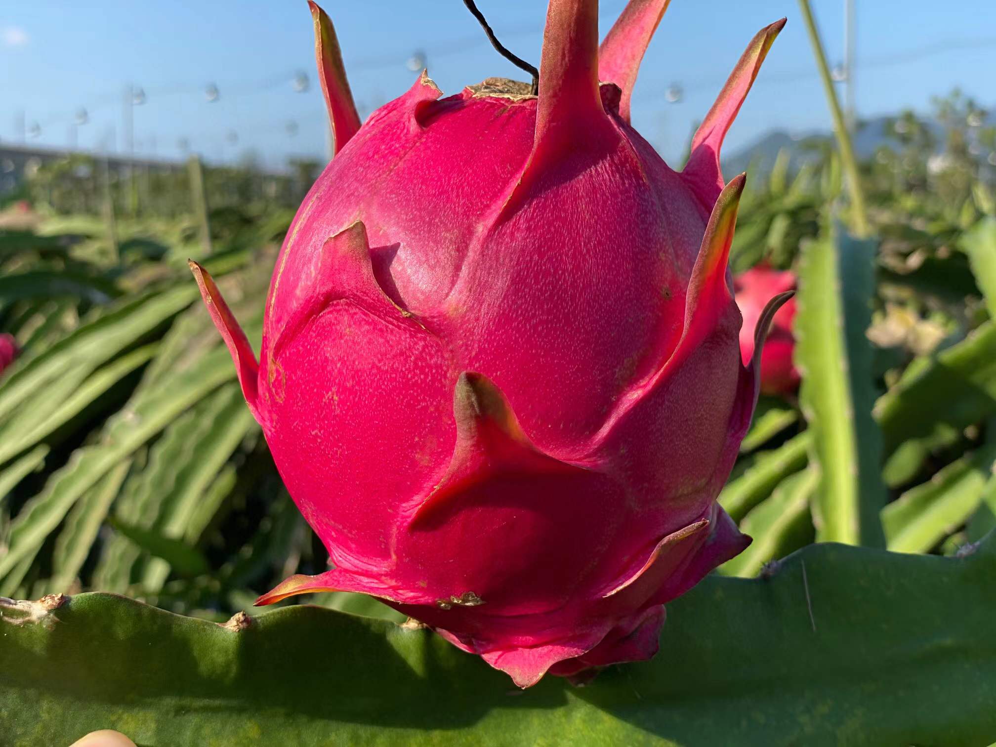 海南·红心火龙果,金都一号,皮薄多汁