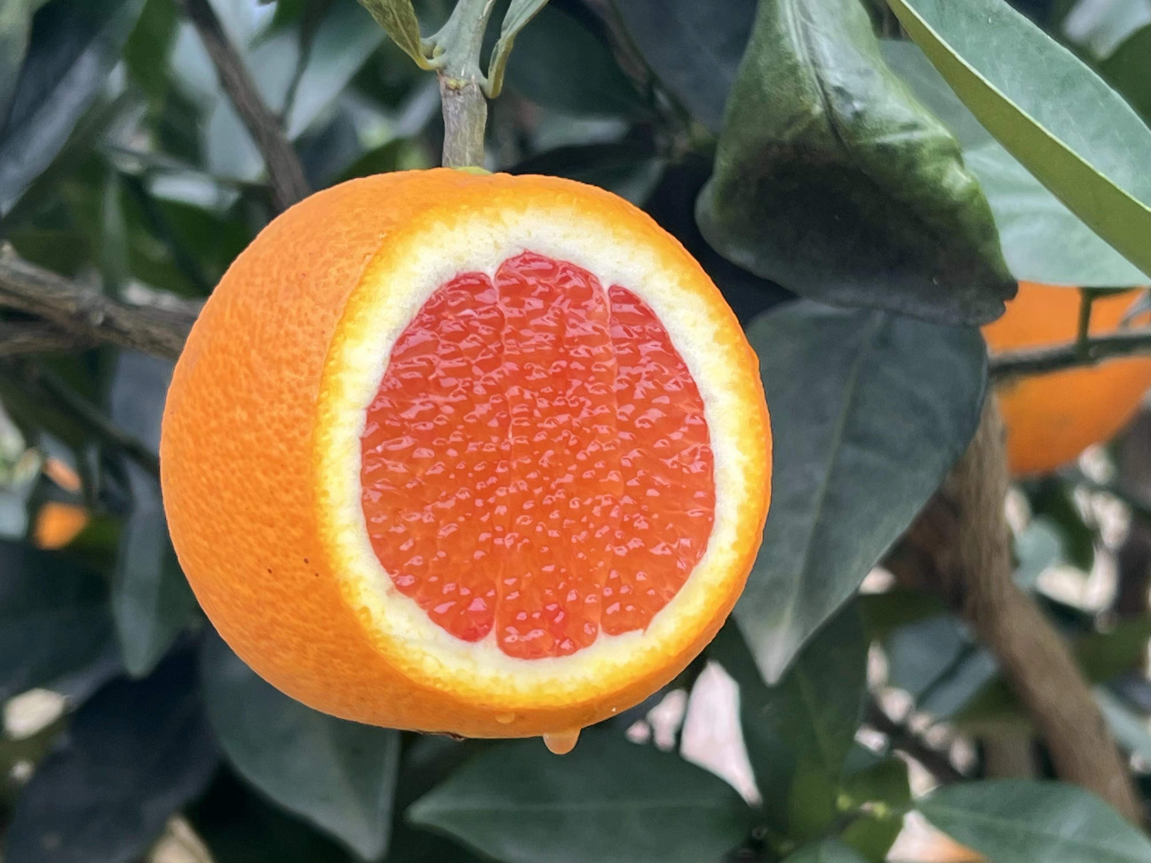 赣南新士奇血橙(美国引进品种)