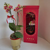 祝福满满  高级感蝴蝶兰礼盒 商品缩略图11