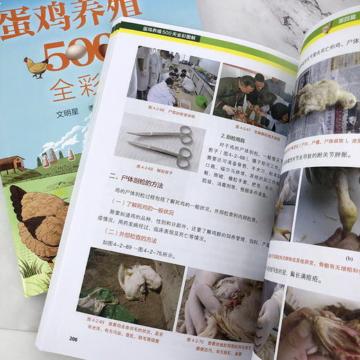 蛋鸡养殖500天全彩图解 蛋鸡养殖书籍 蛋鸡养殖一本通 零基础学养鸡 蛋鸡养殖知识 图详解蛋鸡育雏育成产蛋三阶段饲养管理方法书籍 无 化学工业出版社 9787122399137 商品图3