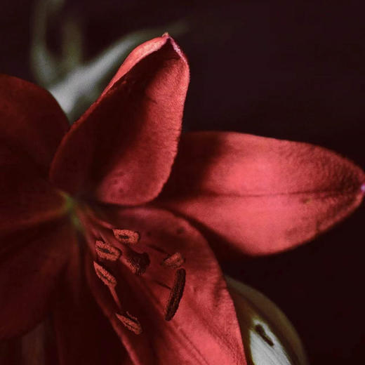 红宝石百合瓶  · 年宵花 商品图5