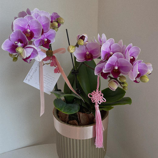 紫气东来 蝴蝶兰盆 · 年宵花 商品图1