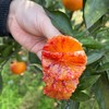 长寿湖血丝塔罗科脐橙 商品缩略图10