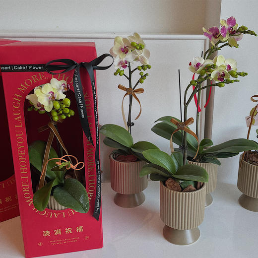 祝福满满  高级感蝴蝶兰礼盒 商品图4
